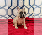 Small Faux Frenchbo Bulldog