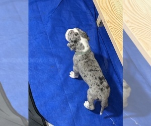 Great Dane Puppy for sale in RANSOMVILLE, NY, USA