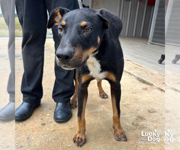 Medium Photo #5 Mutt Puppy For Sale in Washington, DC, USA