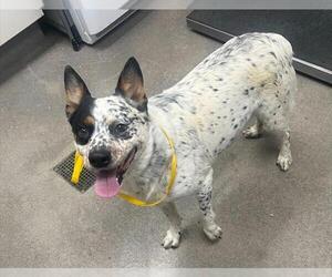 Mutt Dogs for adoption in HESPERIA, CA, USA