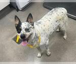 BANJO - Male Mutt Dog for Adoption - Small photo