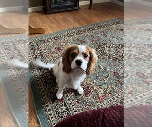 Cavalier King Charles Spaniel Puppy for sale in SAINTE GENEVIEVE, MO, USA
