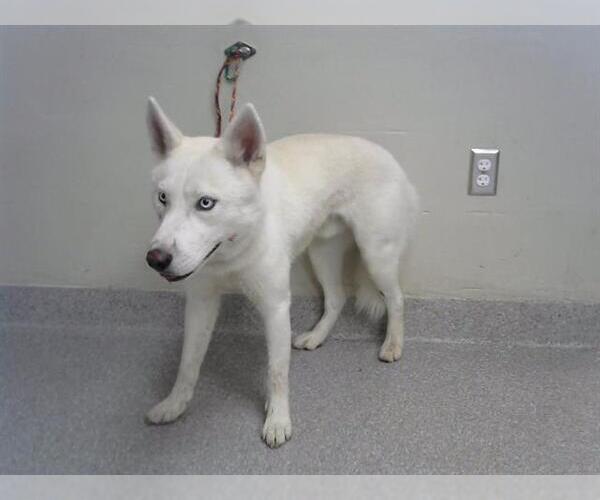 Medium Photo #1 Siberian Husky-Unknown Mix Puppy For Sale in Pasadena, TX, USA