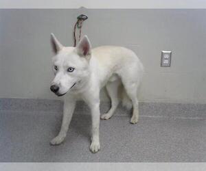 Siberian Husky-Unknown Mix Dogs for adoption in Pasadena, TX, USA