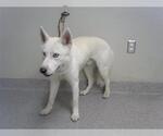 Small Siberian Husky Mix