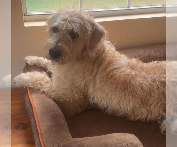 Medium Photo #3 Mutt Puppy For Sale in Houston, TX, USA