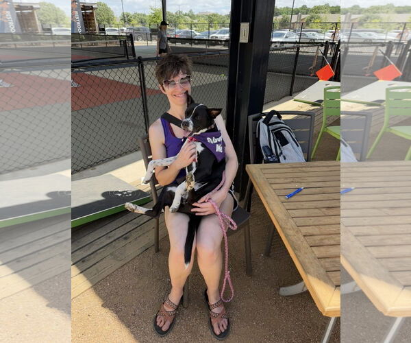Medium Photo #9 Mutt Puppy For Sale in Euless, TX, USA