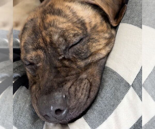 Medium Photo #7 Mutt Puppy For Sale in Fargo, ND, USA