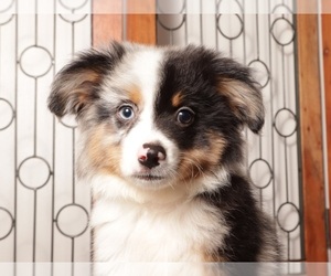 Miniature American Shepherd Puppy for sale in NAPLES, FL, USA