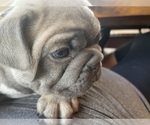 Small Photo #5 French Bulldog Puppy For Sale in MIRAMAR, FL, USA