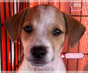 Labrador Retriever-Unknown Mix Dogs for adoption in Jefferson, NJ, USA