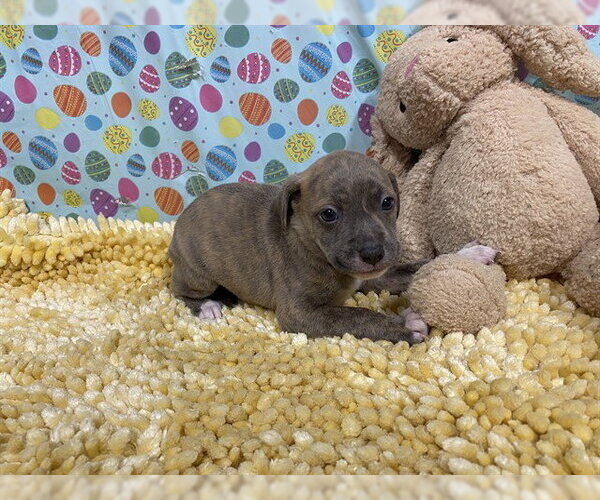 Medium Photo #1 Border Collie-Unknown Mix Puppy For Sale in Modesto, CA, USA