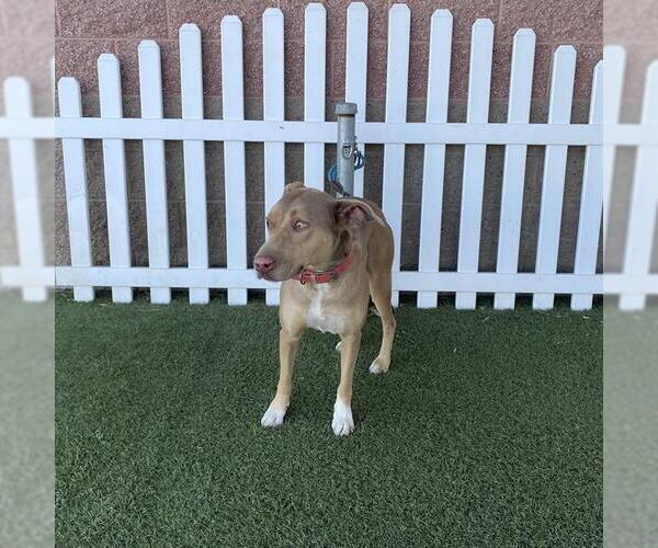 Medium Photo #1 Catahoula Leopard Dog Puppy For Sale in Modesto, CA, USA