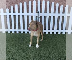 Catahoula Leopard Dog Dogs for adoption in Modesto, CA, USA