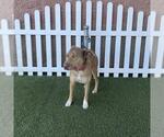 Small Catahoula Leopard Dog