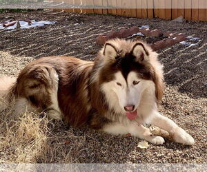 Siberian Husky Dogs for adoption in Cedar Crest, NM, USA