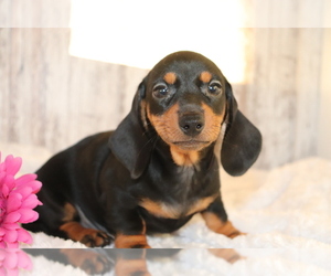 Dachshund Puppy for sale in SHILOH, OH, USA