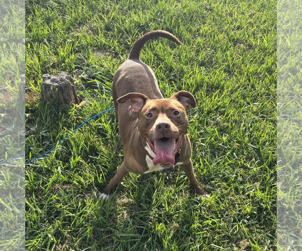 Medium Photo #1 Mutt Puppy For Sale in Orlando, FL, USA