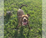 Sage - Female Mutt Dog for Adoption - Small photo