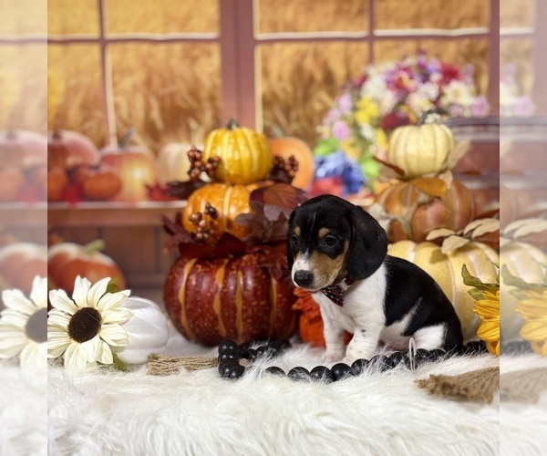 Medium Photo #12 Dachshund Puppy For Sale in RIPLEY, MS, USA