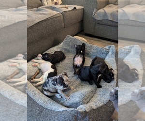 Faux Frenchbo Bulldog Litter for sale in CALDWELL, ID, USA