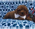 Small Photo #13 Cavapoo-Poodle (Miniature) Mix Puppy For Sale in LAKELAND, FL, USA