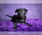 Small #3 Bulldog-Catahoula Leopard Dog Mix