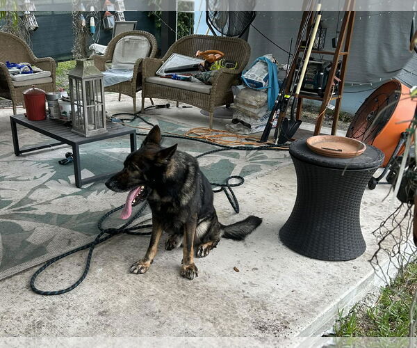 Medium Photo #2 German Shepherd Dog Puppy For Sale in Plantation, FL, USA