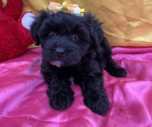 Maltipoo Puppy for sale in LANCASTER, MO, USA