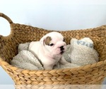 Small Photo #5 English Bulldog Puppy For Sale in HAMBURG, NJ, USA
