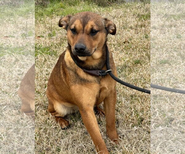 Medium Photo #2 Mutt Puppy For Sale in Tarrytown, GA, USA