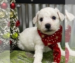 Small Photo #2 Bichon Frise Puppy For Sale in LANSING, IA, USA