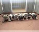 Small Photo #11 French Bulldog Puppy For Sale in TEMPLETON, CA, USA