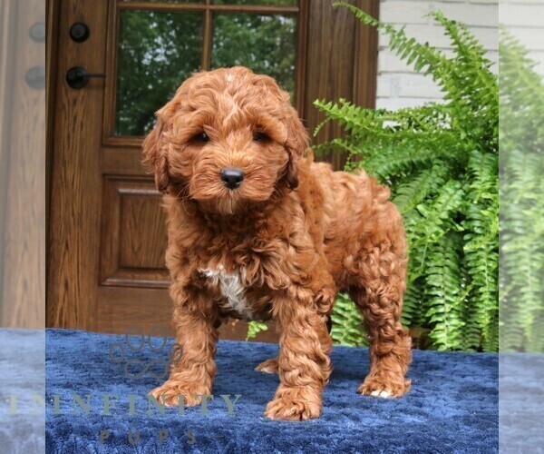 Medium Photo #4 Goldendoodle (Miniature) Puppy For Sale in NARVON, PA, USA