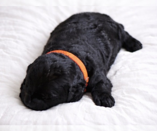 Medium Photo #1 Goldendoodle Puppy For Sale in NEWPORT, NC, USA