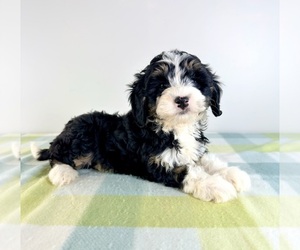 Bernedoodle (Miniature) Puppy for sale in GREENFIELD, IN, USA