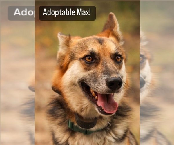 Medium Photo #1 German Shepherd Dog Puppy For Sale in LA PINE, OR, USA