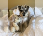 Small Photo #1 Schnauzer (Miniature) Puppy For Sale in MISSION, KS, USA