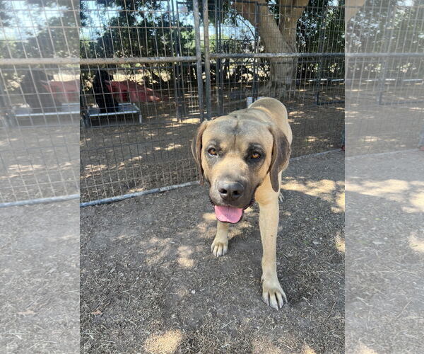 Medium Photo #7 Mastiff Puppy For Sale in Goodyear, AZ, USA