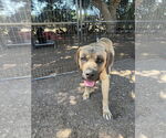 Small #6 Mastiff