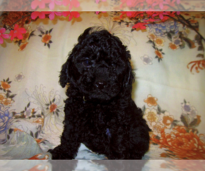 Poodle (Toy) Litter for sale in EUDORA, KS, USA