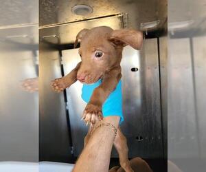 Mutt Dogs for adoption in San Antonio, TX, USA