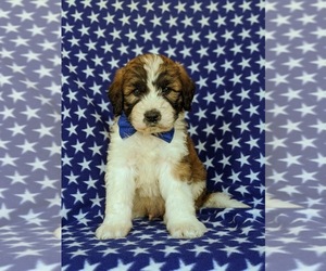 Saint Berdoodle Puppy for sale in OXFORD, PA, USA