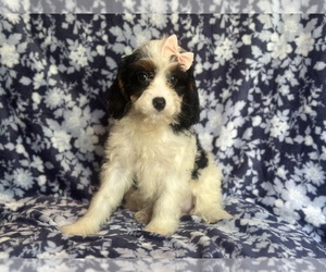 Cavapoo Puppy for sale in LAKELAND, FL, USA