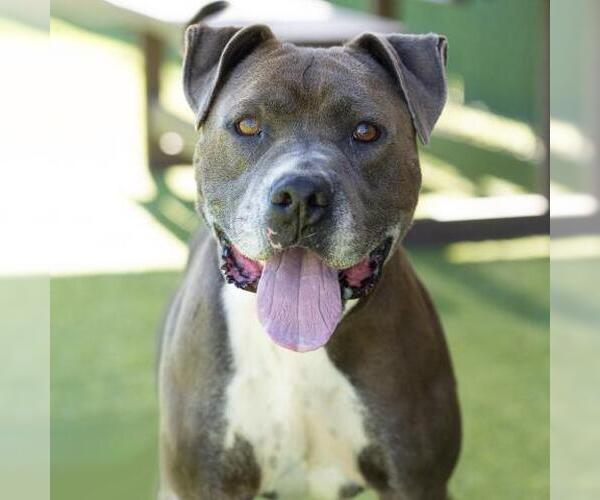 Medium Photo #2 American Pit Bull Terrier Puppy For Sale in Camarillo, CA, USA