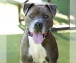 Small #1 American Pit Bull Terrier