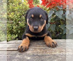 Rottweiler Puppy for Sale in MIDDLEBURY, Indiana USA