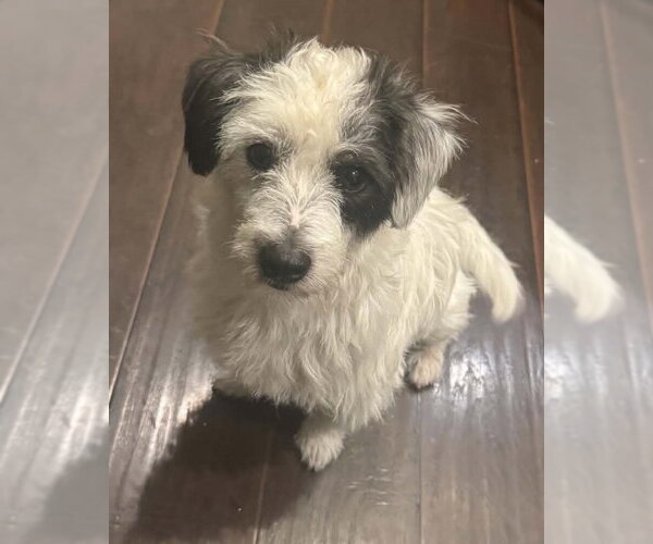Medium Photo #2 Mutt Puppy For Sale in Corona, CA, USA