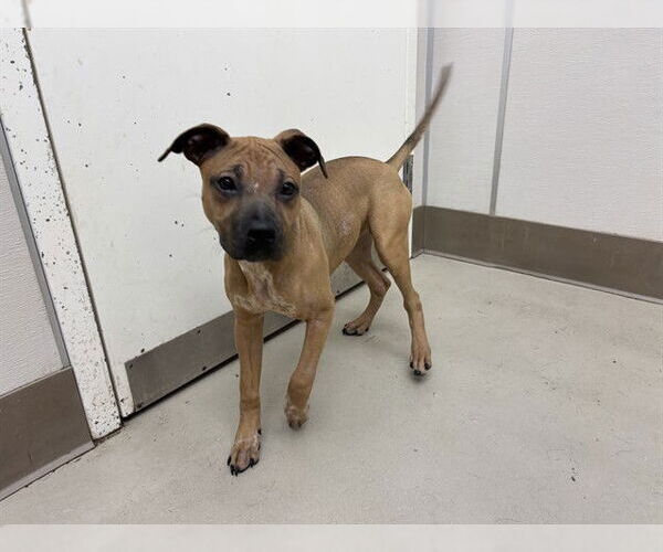 Medium Photo #1 Mutt Puppy For Sale in McKinleyville, CA, USA