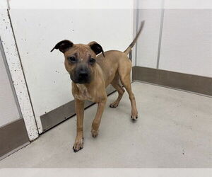 Mutt Dogs for adoption in McKinleyville, CA, USA